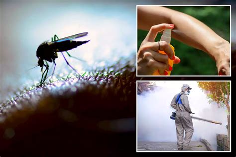 The Top 50 Us Cities For Mosquitoes See Where Yours Ranks
