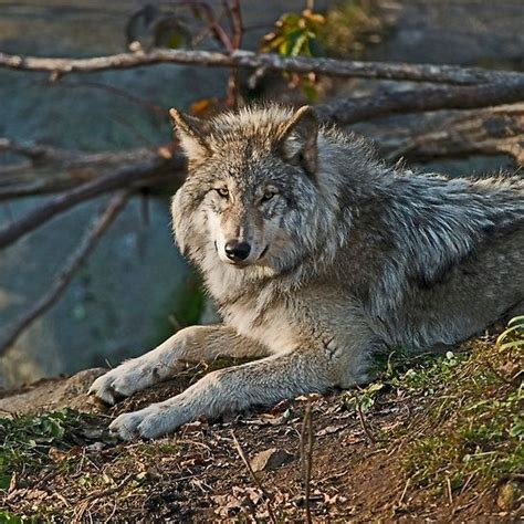 Wolf Photos Wolf Pictures Beautiful Creatures Animals Beautiful
