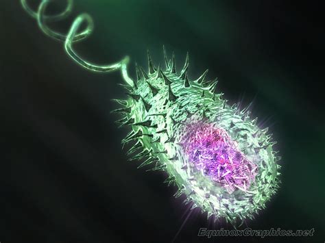Cholera Bacterium Showing Nucleoid Illustration Of A Proka Flickr