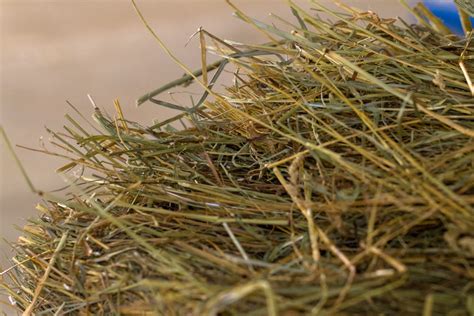 Six Signs Of Good Quality Horse Hay The Northwest Horse Source