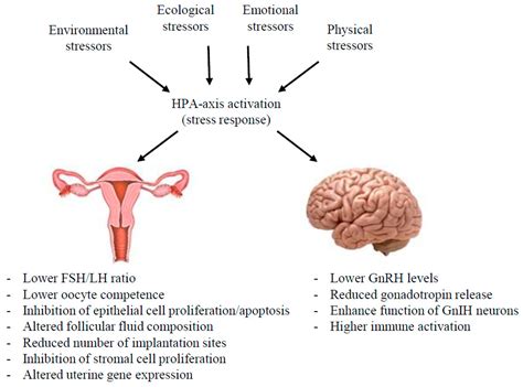 Ijms Free Full Text Stress And The Hpa Axis Balancing Homeostasis