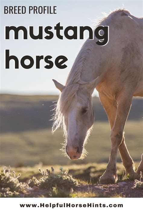 Mustang Horse Breed Profile Mustang Horse Horse Breeds Horses