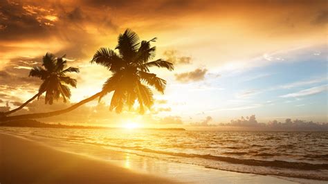 Beach With Palm Trees At Sunset 4k Wallpaper