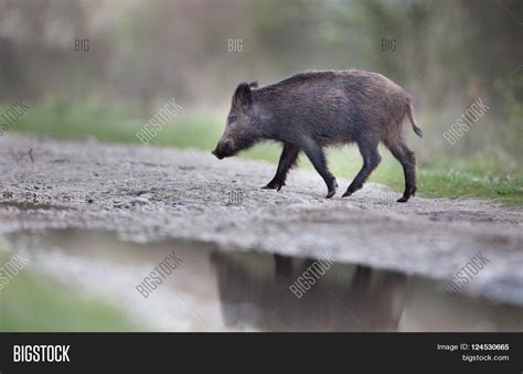 Wild Boar Forest Image And Photo Free Trial Bigstock