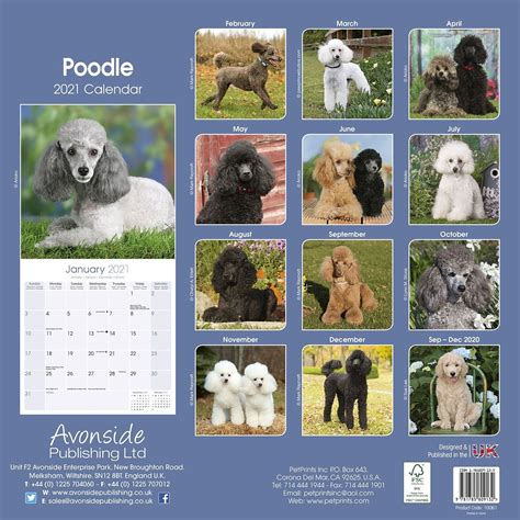 Poodle Calendar Dog Breed Calendars Pet Prints Inc
