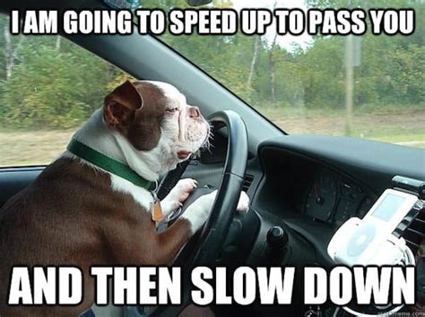 20 Most Hilarious Driving Memes