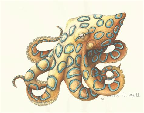 Blue Ringed Octopus Scientific Illustration Watercolor Etsy
