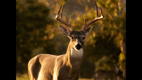 Whitetail Deer Buck Grunt Breeding Grunt Sound Only Youtube
