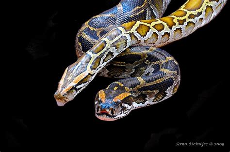 Burmese Python Python Molurus Bivittatus Dsc0603 Arno Meintjes