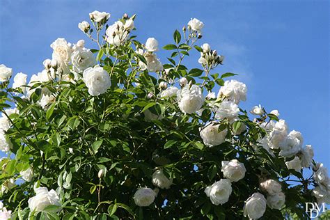Utilizzata frequentemente in campo cosmetico, la gardenia è una pianta sempreverde di origine cinese dalle foglie verde lucido, particolarmente bella perchè produce numerosi fiori bianchi profumati. Con la rosa 'Iceberg' un arco di fiori bianchi come la neve | Fiori e Foglie