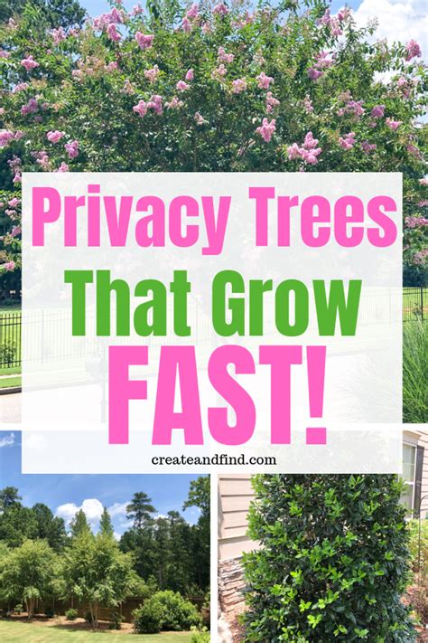 Fast Growing Privacy Trees Create And Find Backyard Trees Privacy