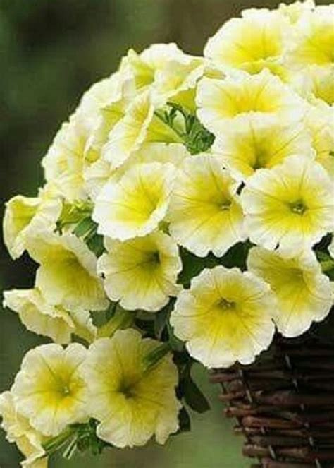 *use also to text malaysia numbers. Petunia Easy Wave Yellow | Malaysia | WHT Wellgrow Seeds