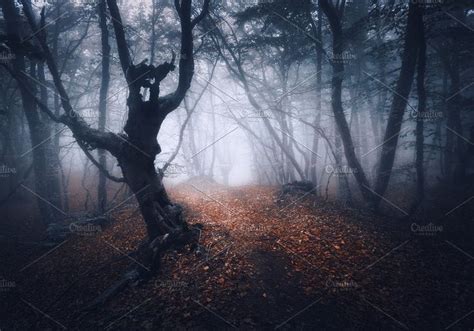 A Path In The Woods With Fog