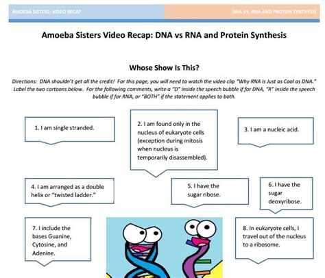 Wizer.me free interactive genetics, monohybrid cross, worksheet amoeba sisters: Amoeba Sisters Photosynthesis Worksheet - Printable ...