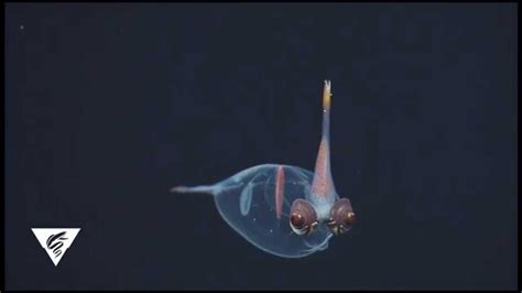 Deep Sea Glass Squid Youtube