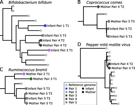 Strain Level Phylogenetic Trees For Microbes Present In Both The Mother