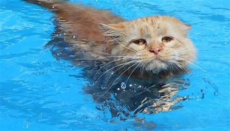 Do Maine Coon Cats Swim Catsinfo