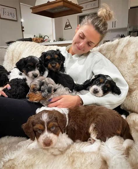 Mini Australian Shepherd Puppies For Adoption Brisbane Qld