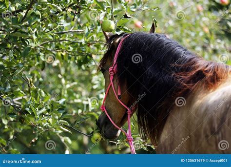 Horse Eating Apples Under Big Tree In Summer Rural Animal Farm S Stock