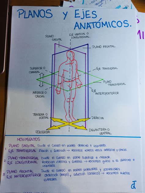 Planos Anatomicos Resumenes De Anatomia Y Fisiologia Bilarasa