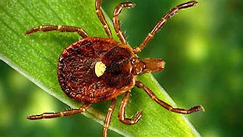 Maine On The Lookout For Ticks That Cause Red Meat Allergy Cbs News