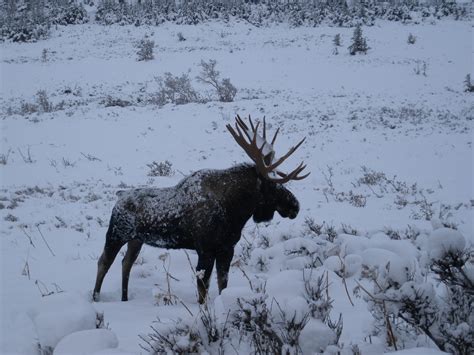 Deep Snow And Ice From Interior Storms Are Stressing Moose Causing