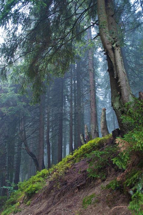 Pine Trees On The Slope In The Forest Stock Image Image Of Mist