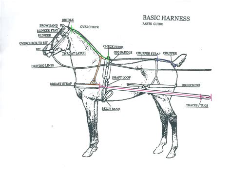 Pin By Pablo Amenabar On Coches Y Caballos Horses Horse Harness Big