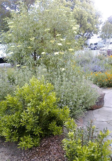 Choose the best airline for you by reading reviews and viewing hundreds of ticket rates for flights going to and from your destination. Plant Native Designs: Native Rain Garden : Sunnyvale, Ca.