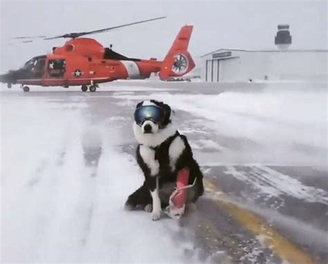 Piper The Border Collie Has Important Job At Michigan Airport Pet