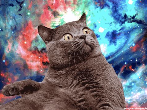 All New Cats In Space Will Have Everyone Laughing Funny Cats Funny