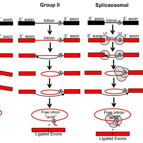 integration and splicing of intron types group i introns are download scientific diagram