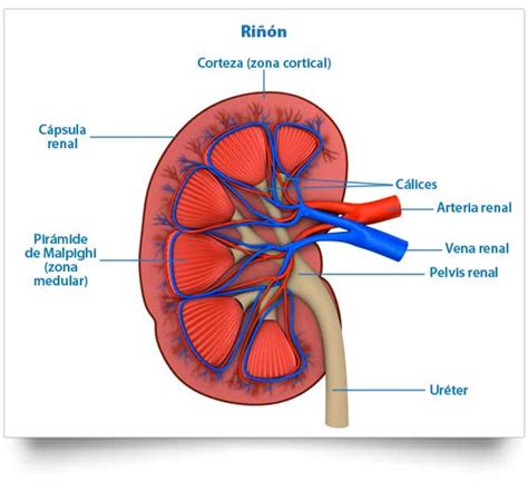 Funciones Y Estructura Del Riñón Anatomia Cardiaca Riñon Anatomia