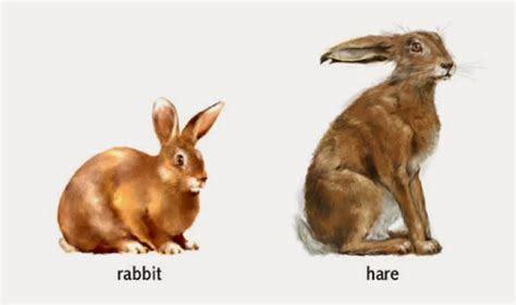The Agatelady Adventures And Events Difference Between A Rabbit And A