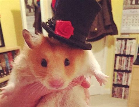Gentleman Gents Top Hat Modeled By Cashew The Hamstermade Etsy