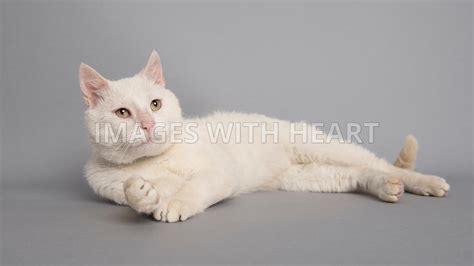 Images With Heart White Cat Laying On Side Looking Into Distance