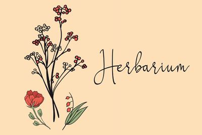 Alle herbarium deckblätter stehen dir im din a4 format zur verfügung also perfekt für deinen drucker. Pin auf diy kids