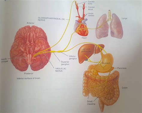 The Vagus Nerve What Is It And Why Is It Important The Academy Of