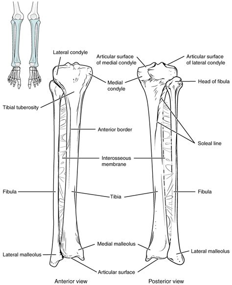 84 Bones Of The Lower Limb Douglas College Human Anatomy And