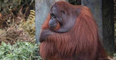 Heartwarming Moment Caught On Camera Orangutan Offers Help To Worker