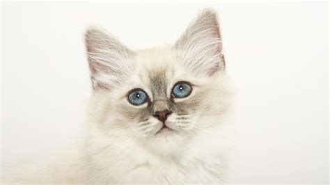 Images For Beautiful White Cute Cat Pictures Photos