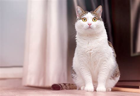 Surprised Cat Stock Photo Download Image Now Animal Animal Body