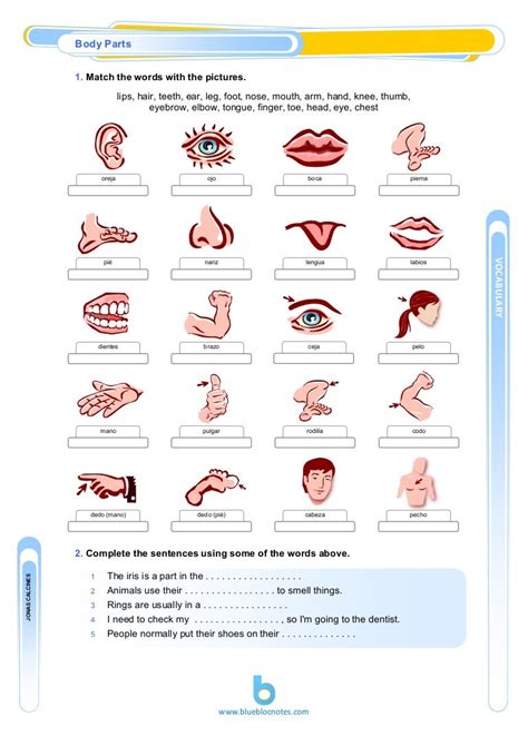 body parts vocabulary worksheet