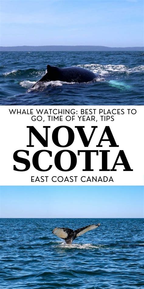 Whale Watching in Nova Scotia: Why, How, Where And More