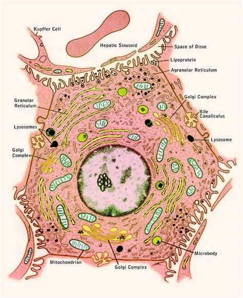 Liver Cell With Labeled Structures Photograph By Science Source Fine