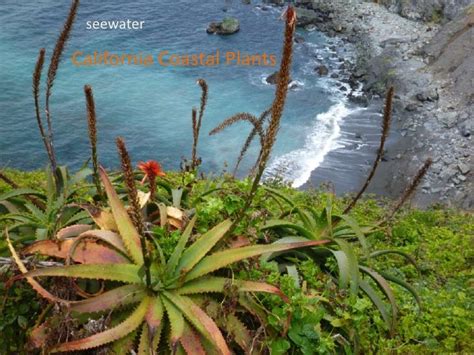 California Coastal Plants