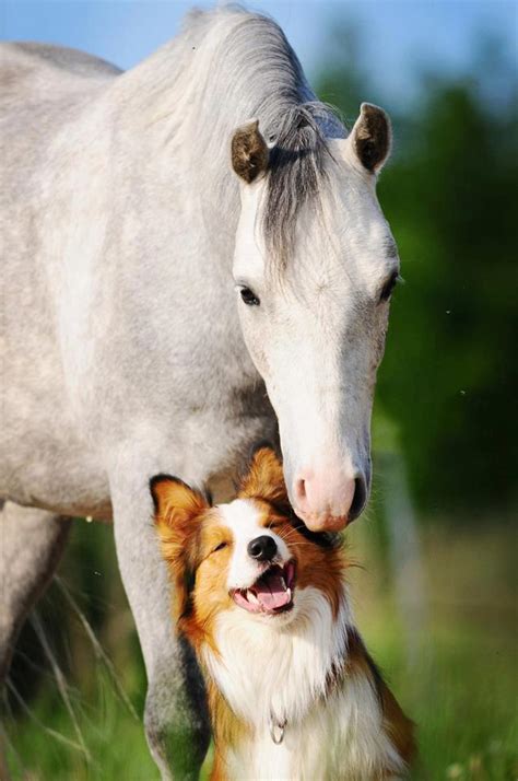 La Amistad Entre Los Perros Y Los Caballos Pegasus Saddlery