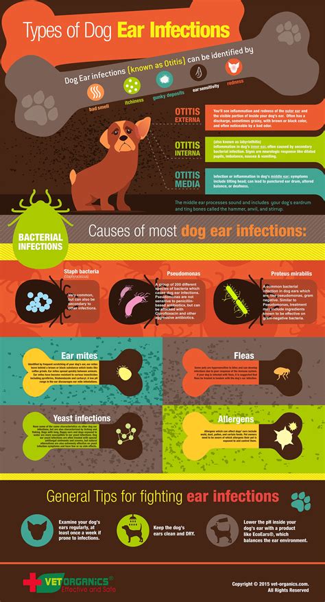 What Food Causes Ear Infections In Dogs