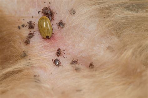 What Are The Effects Of Ticks On Dogs Pest Wiki