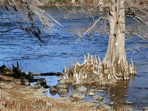 Cypress Tree In The Flint River Photo By Betty R Albany Ga Flint
